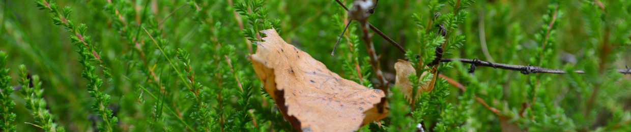 Party Radio Jonathan