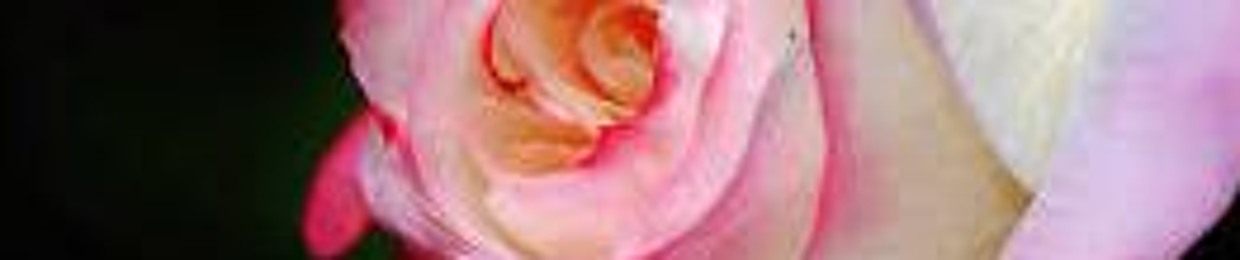 Eva (Rosa selvatica)