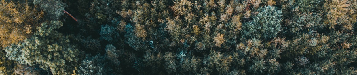 Roots in the Sky