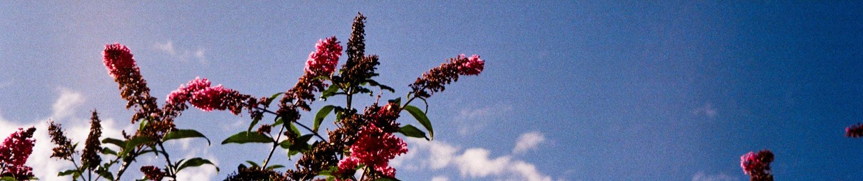 ta photographe préférée