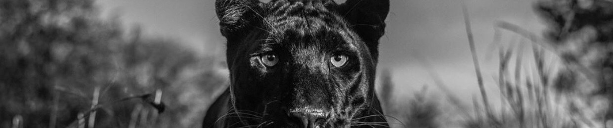 MJ.SAX aka EL PUMA