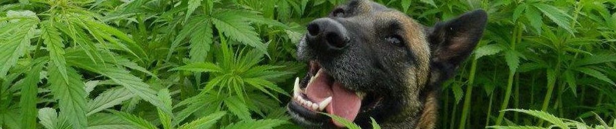 The Sound Collective