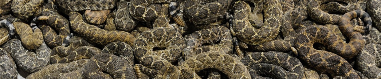 Nid 2 Serpents