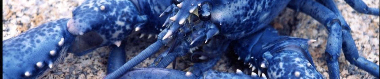 lobster12