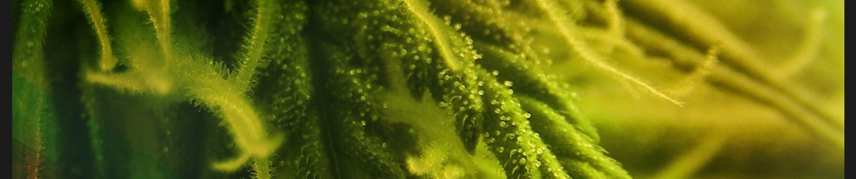 Kush (Progg n' Roll Recs/Kupuri Music)