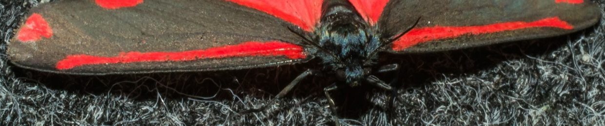 D.SOPRANO