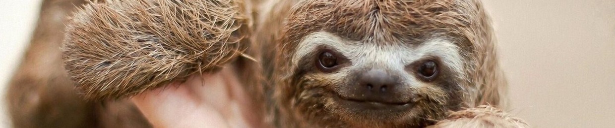 Monterothesloth