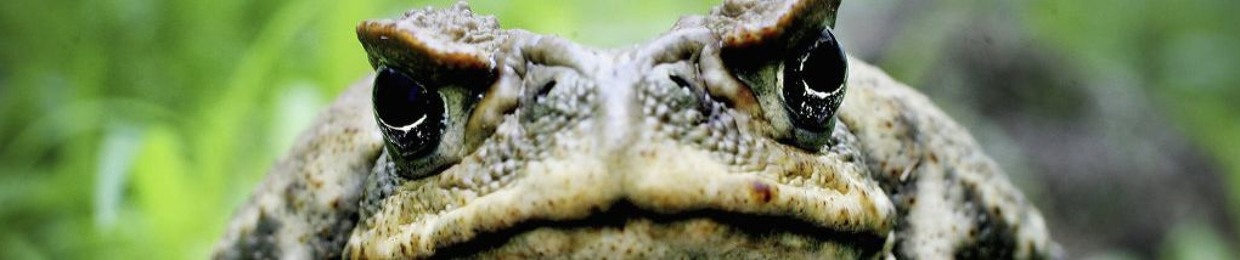 Coptic Toad