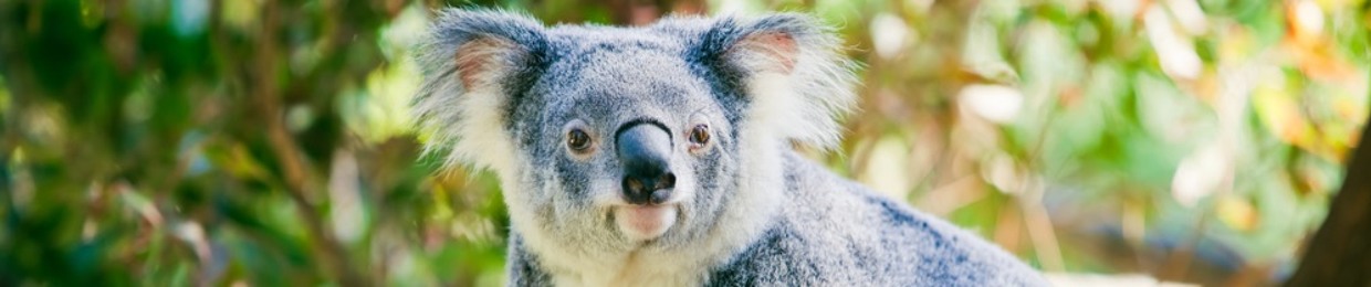 Traplord Koala