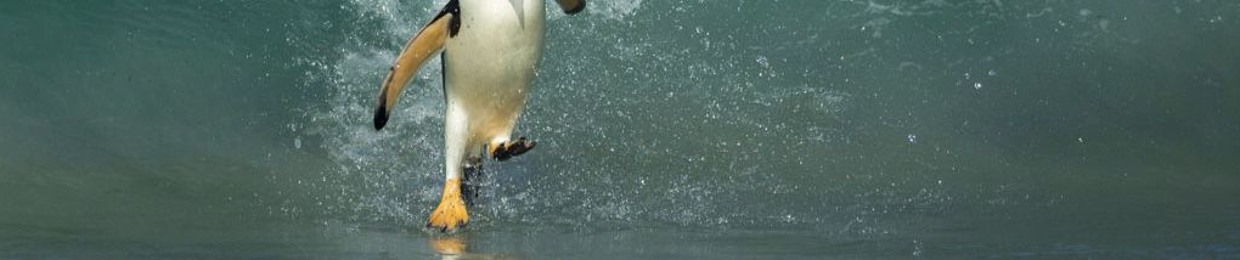 Pingoui Surfing.