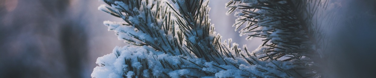 Cat's Music | Romania