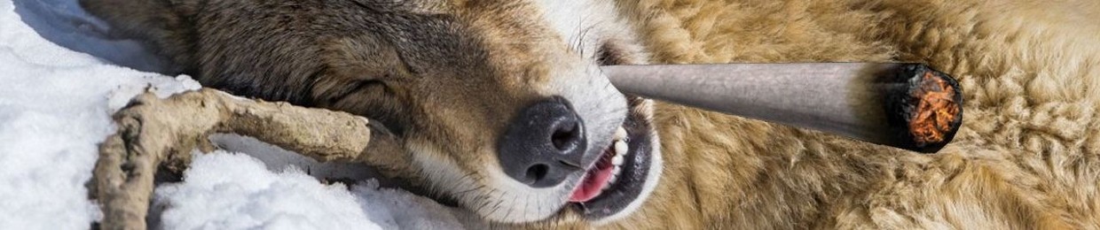 718_Wolf