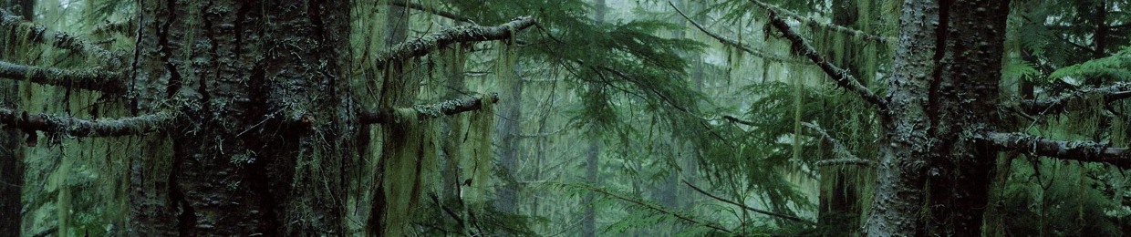 THE CANADIAN SILVERBACK