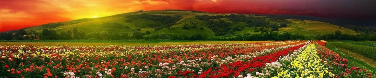 ⭐Santos Alvino chiguil⭐