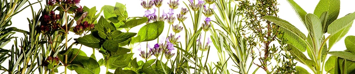 Herb Garden