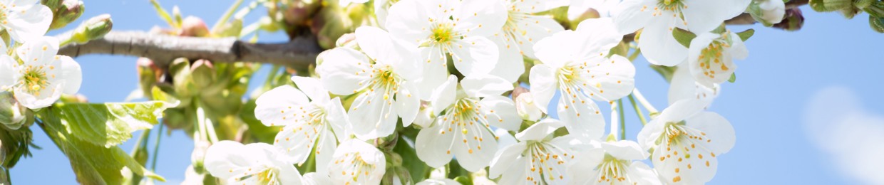 Syed Nazmul Huda Shamim