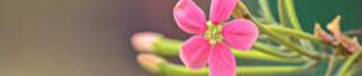 USELESS Strategy L.O.S.T.