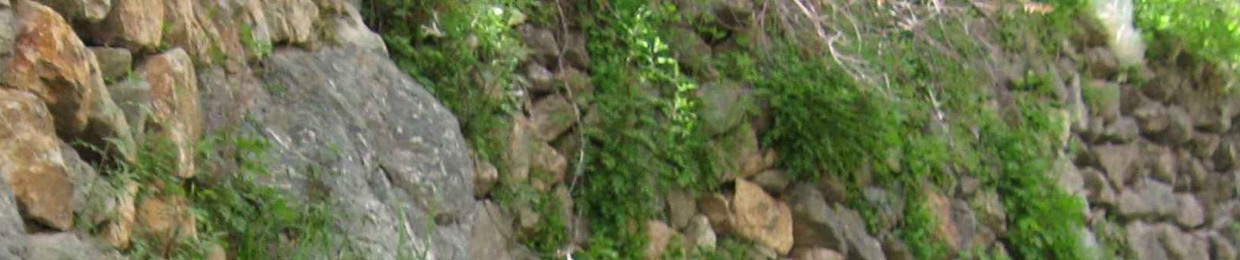 Mohammad Reza Askari