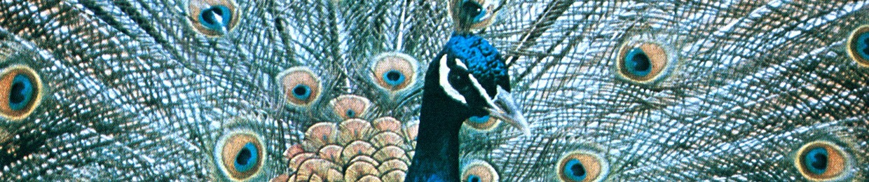 Odessey & Oracle