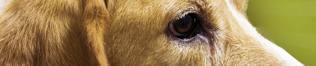 GGer Dog - Zombie Apoc 187