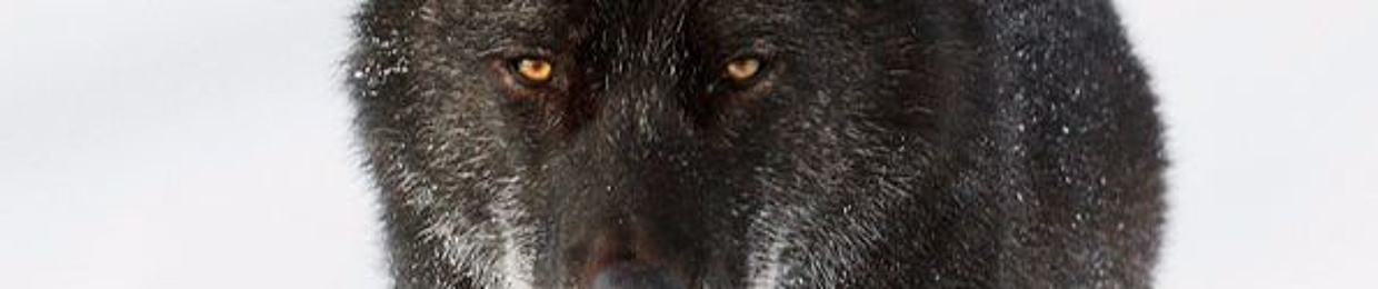 Maíra Vidal Santos 1