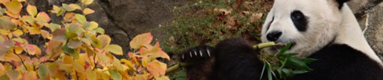 PANDAMONEYUM
