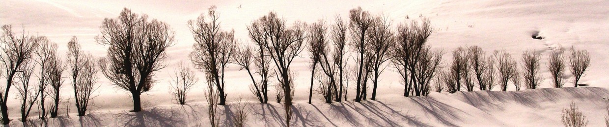 Mohsen Fazeli 2