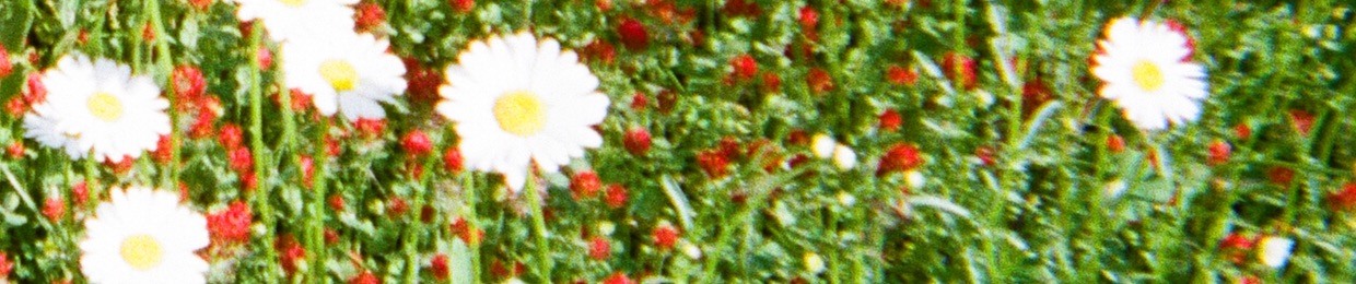 Idle Bloom