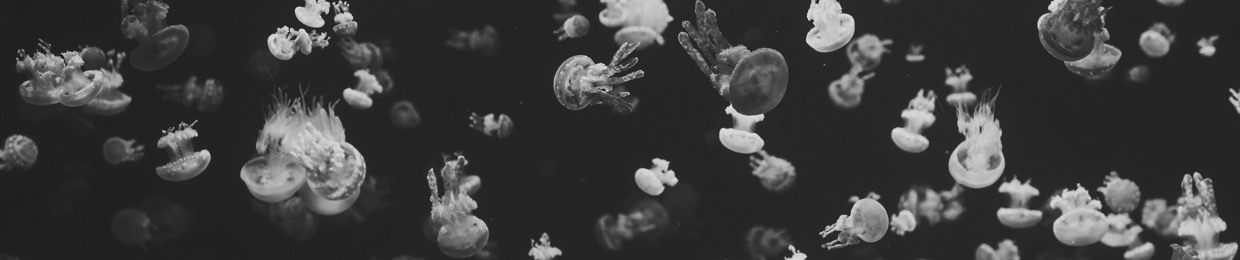 small_octopus