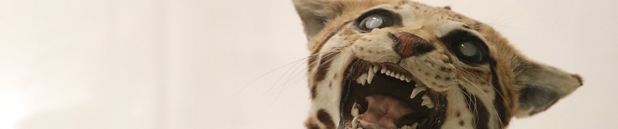 University of Cambridge Museums