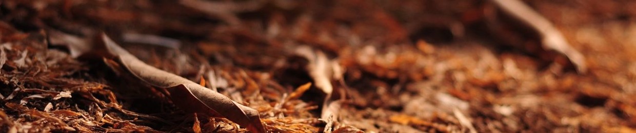 Muhammad Tri Aprilian