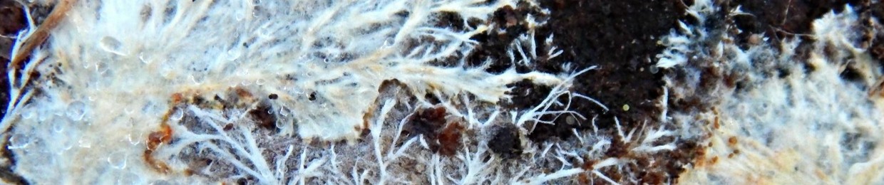 Mycelium