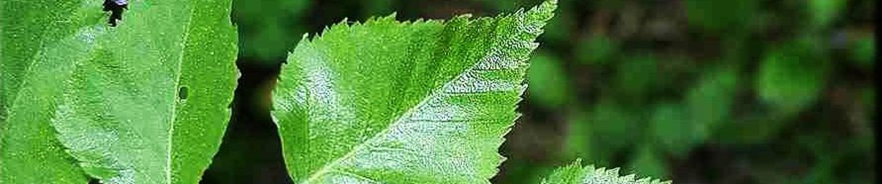 Jaakko Björk Society