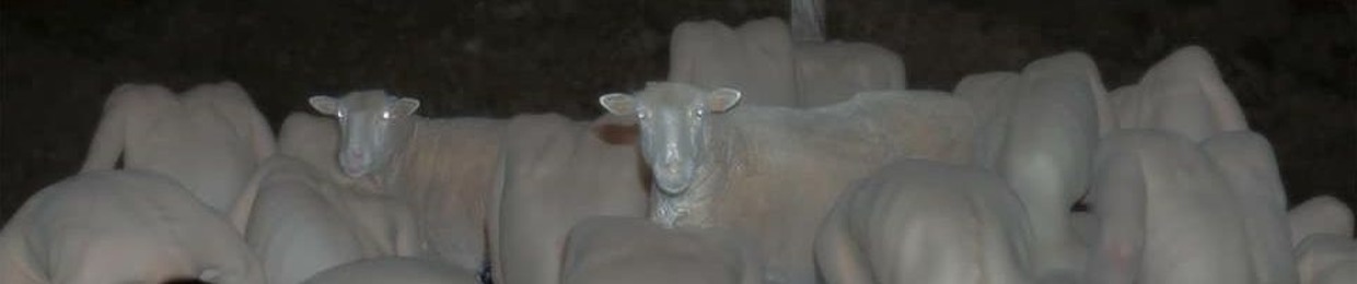 Hakü