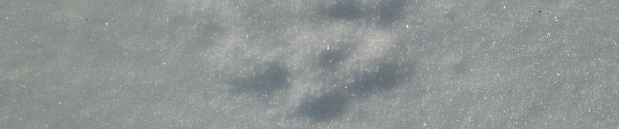 Phillip McKnight (Local Knowledge)