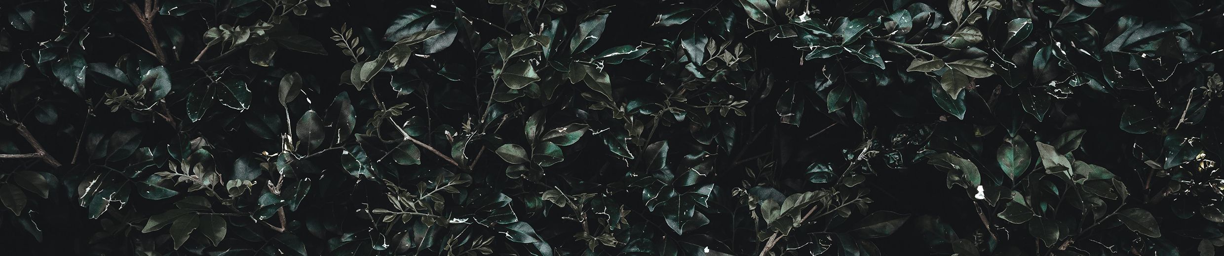 SoundCloud banner for @mego