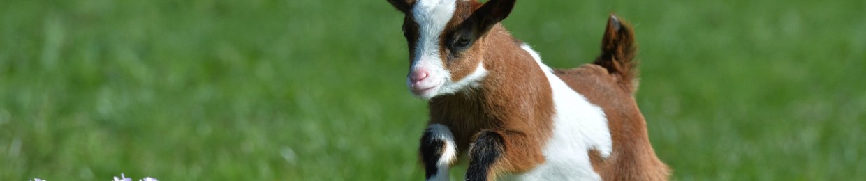 Medium Sized Goat