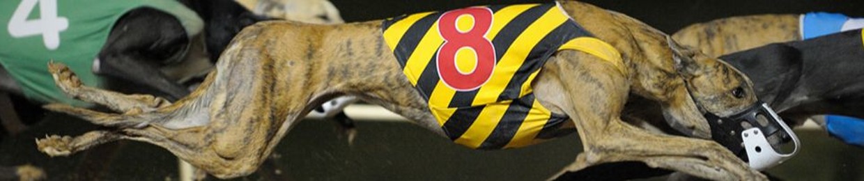 GREYHOUND