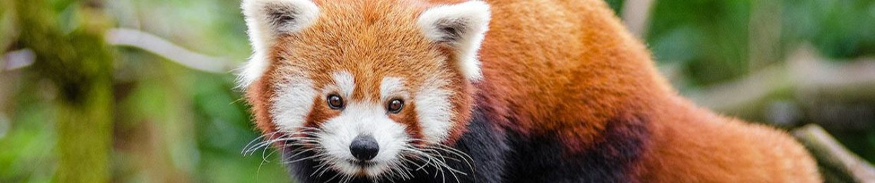 PandaWriter