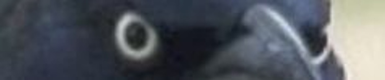 sös
