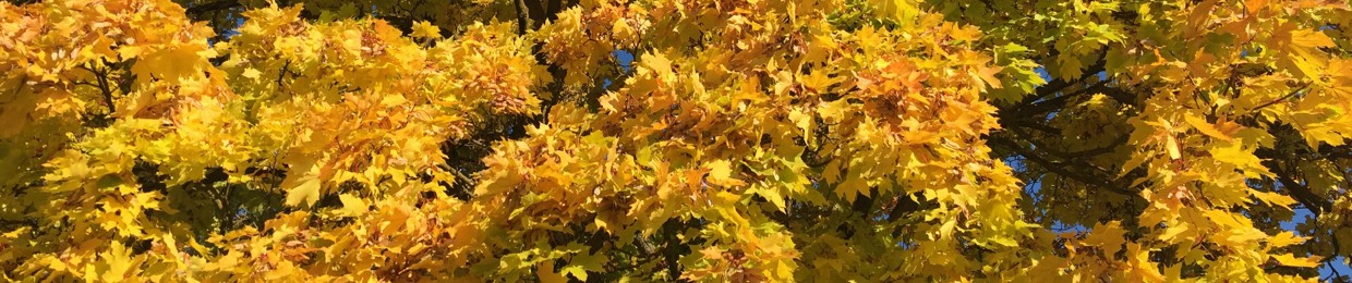 عبدالله بحرى