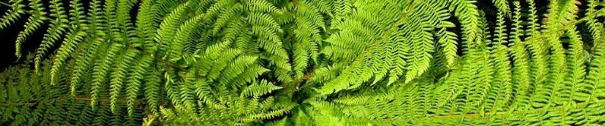 FERN STAWKAR