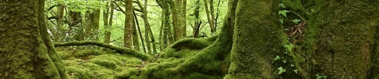 Creative Journeys in Nature