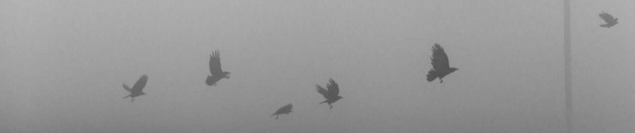 The Crows Fly