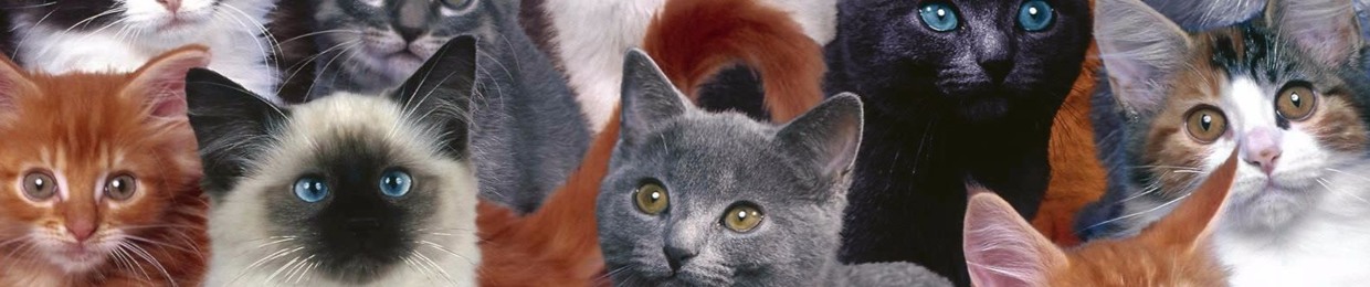 wax cat