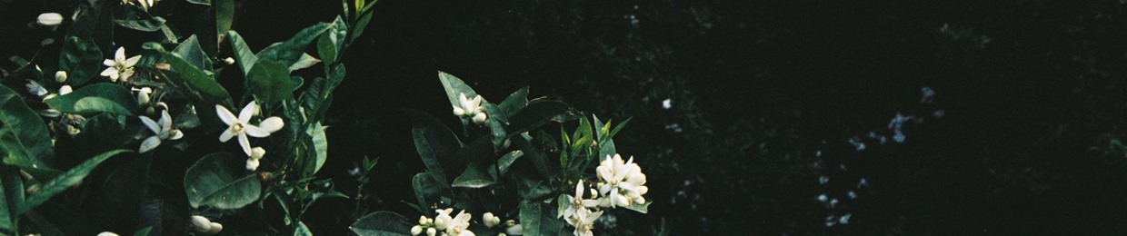 TRAP BEATS | Young Alen