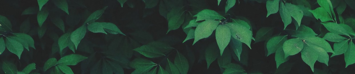 Alan Watts Audio Archives