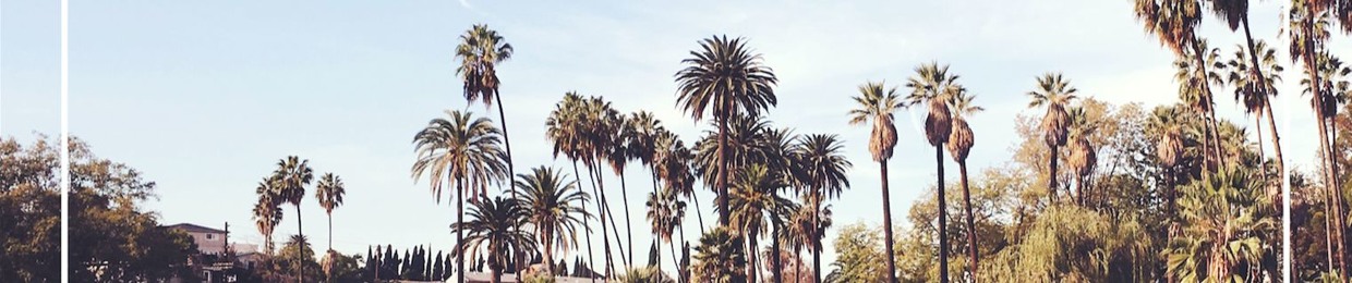 Palm Trees