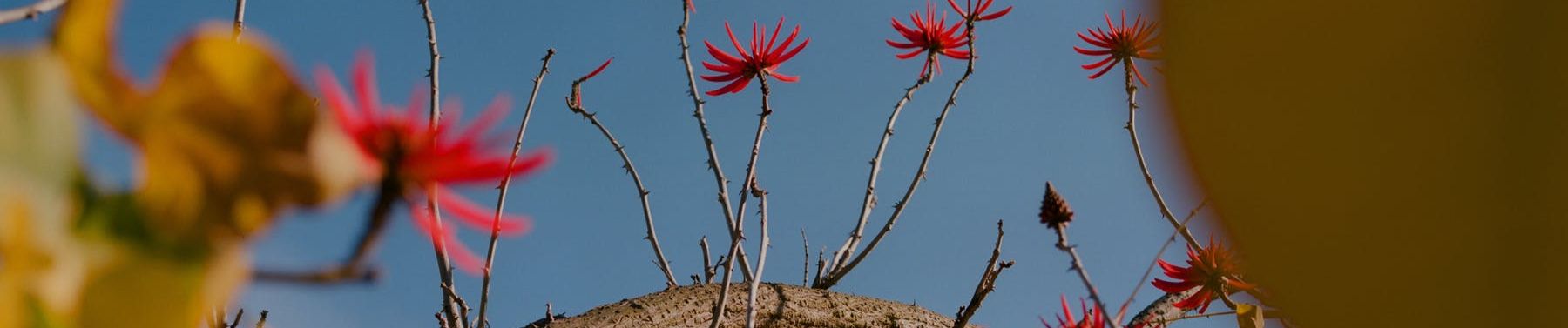 SoundCloud banner for @assortment