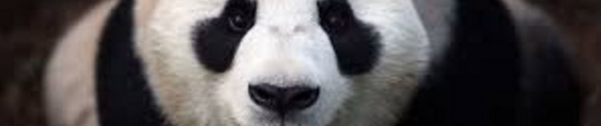 Polarmane the Panda